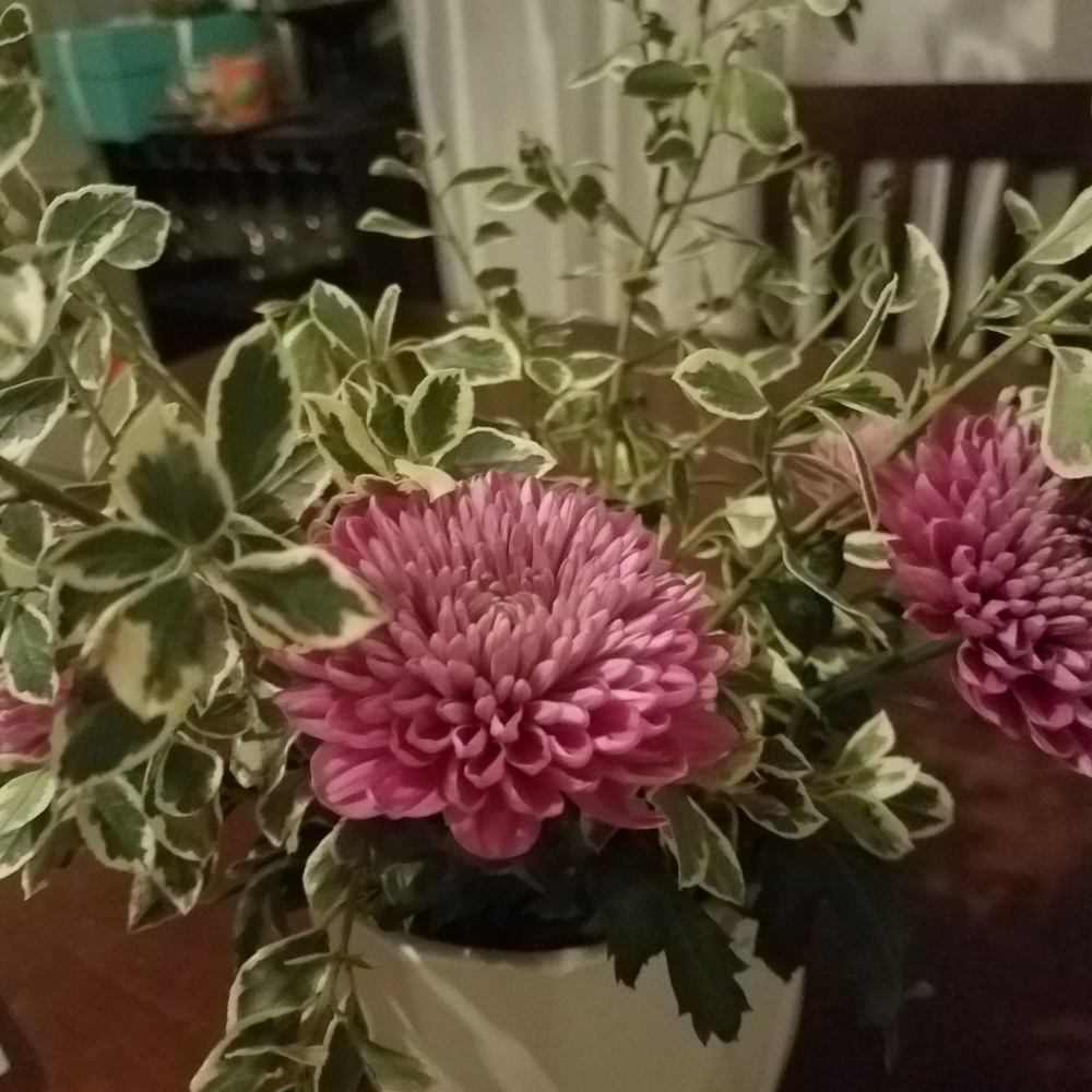 Meet your Posher, Jamila